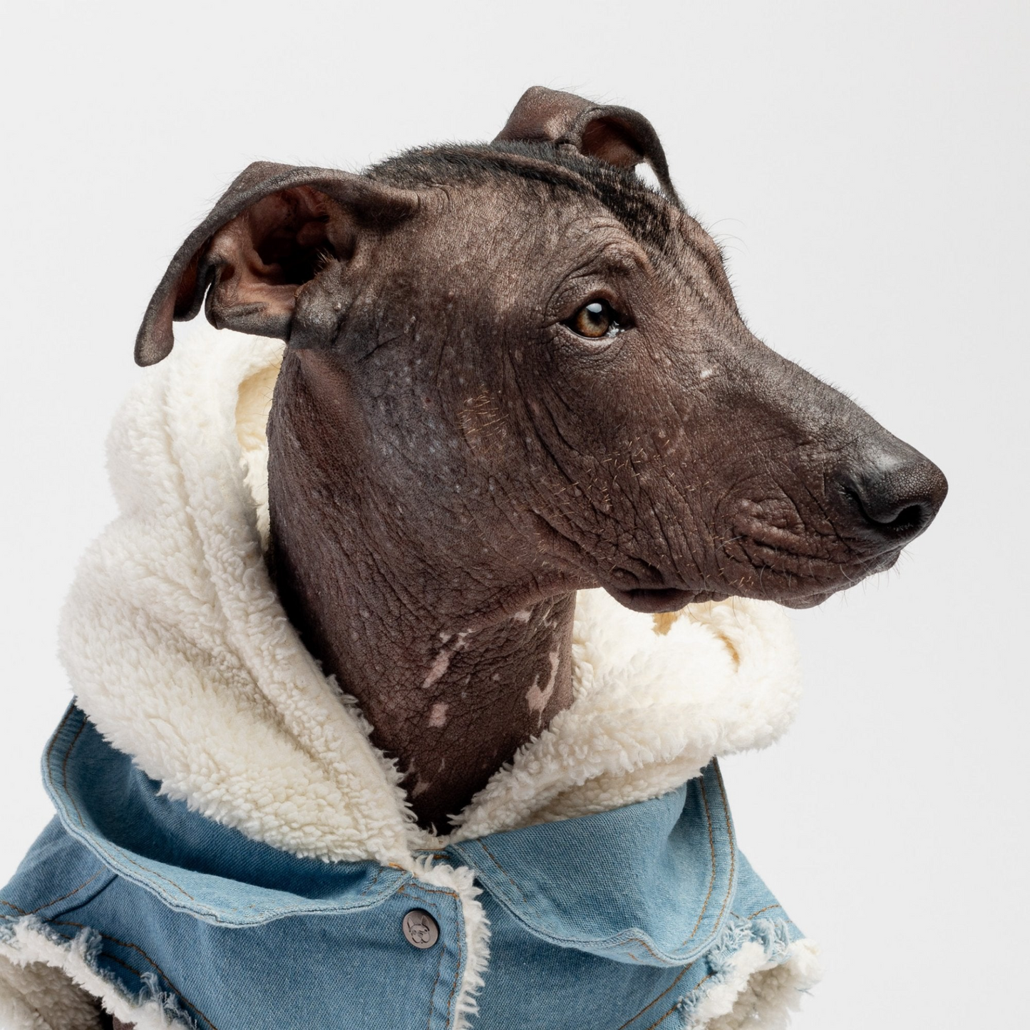 PupStyle UrbanEdge Denim Dog Jacket